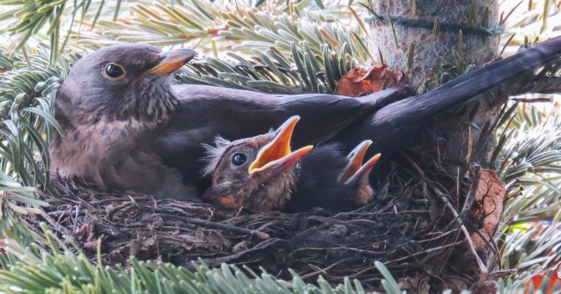 Bird King Livestream FB 1 bird king livestream fb