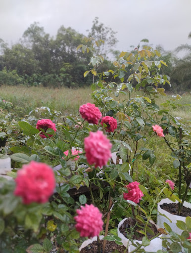 El Rosa - Rose Garden and Garden Furniture