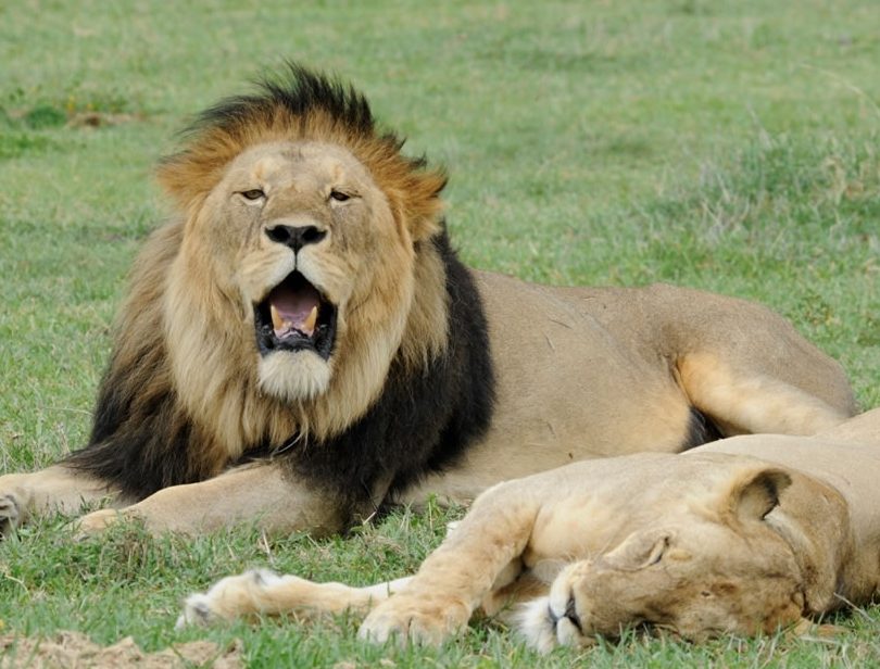 LionMas Kulai 1 lionmas kulai