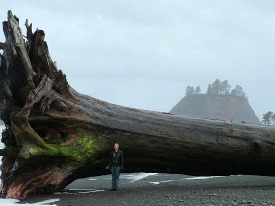 rewood driftwood